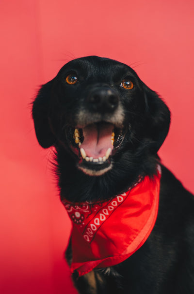 Everything You Need to Know About Fanzy Petz Dog Bandanas