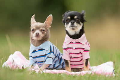 How to Dress Your Dog