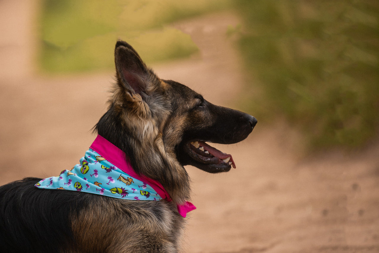 Dog wearing Fanzy Petz pet bandanas