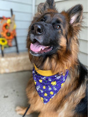 halloween-dog-bandanas