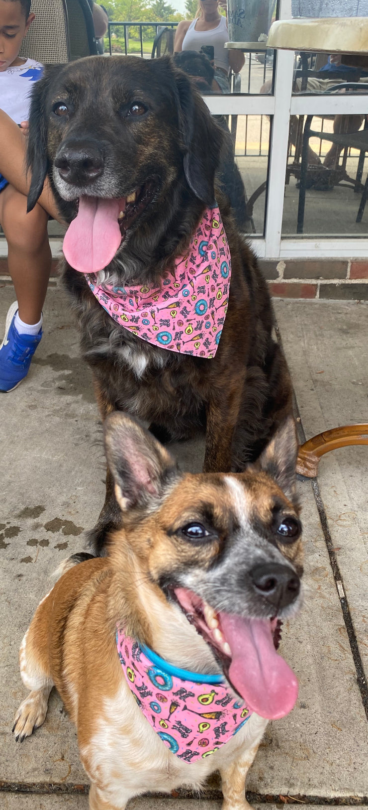 Brunch-B*tches-Female-Dog-Bandanas-Fanzypetz