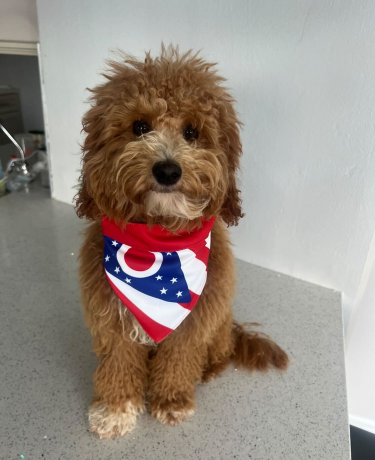 Ohio Flag & Ohio State Dog Bandana – fanzypetz